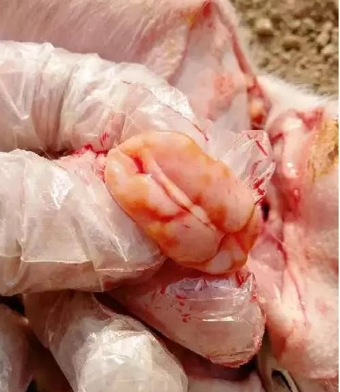 藍(lán)耳病肺部