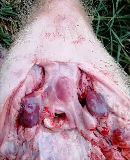 藍(lán)耳病淋巴