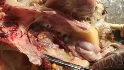 禽呼吸道病究竟是從哪里而來的呢？上海邦森技術(shù)分享