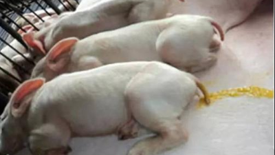 仔豬得了副傷寒，擺脫困難的方法-上海邦森