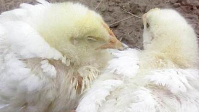 雞得了新城疫怎么辦？上海邦森幫您解燃眉之急