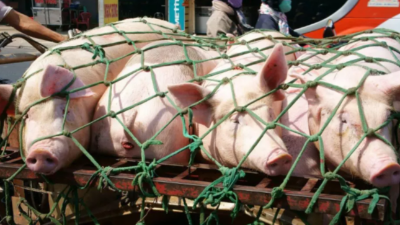 上下“拖市”合力，豬價(jià)有望上漲-上海邦森