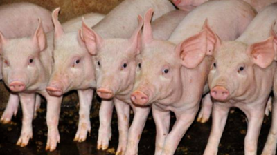 非洲豬瘟情況到底嚴不嚴重，高峰過了嗎-上海邦森