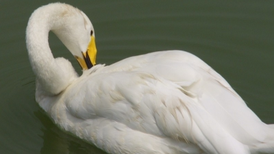 上海邦森技術分享鴨子抖震、頭不停搖擺的病因