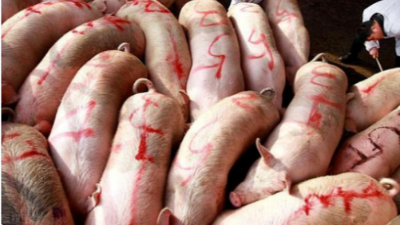 全國豬價行情“漲翻天”！-上海邦森