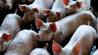 豬病兇猛，豬價最高能到12元？-上海邦森