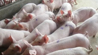 綜合防治豬病的黃金規(guī)則-上海邦森