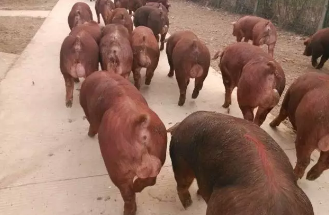 豬場(chǎng)經(jīng)營(yíng)好壞