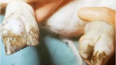 仔豬關(guān)節(jié)病的五大危害，聽(tīng)聽(tīng)技術(shù)老師提供的解決方案-上海邦森