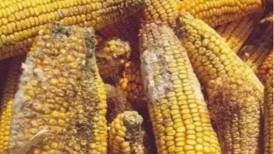 高溫高濕天氣，霉菌毒素對雞群的影響-上海邦森