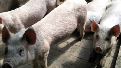 豬附紅細胞體防治方案