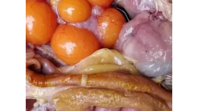 蛋雞球蟲病有哪些危害？上海邦森教您如何用藥。