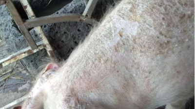 豬皮膚出現(xiàn)紅點、斑塊？快看上海邦森解決方案