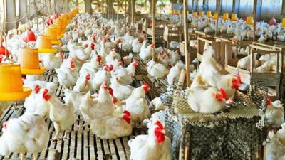 上海邦森分享：為啥說雞病防治，要從“腸”計議？