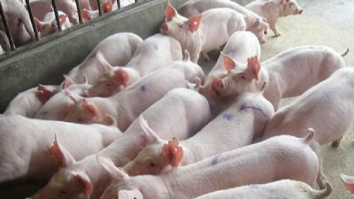 上海邦森程老師談豬?。贺i病經(jīng)驗談