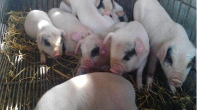 李曼大會(huì)——我國(guó)當(dāng)前豬病流行現(xiàn)狀與防控策略。上海邦森分享。