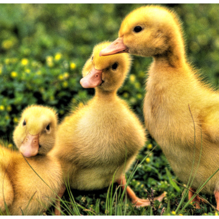 上海邦森治療鴨呼吸道方案真的是見(jiàn)效快，效果好！