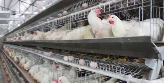 產蛋雞蛋殼品質下降的原因