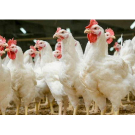 用實(shí)證說(shuō)話(huà)，速壯丁在白羽肉雞的應(yīng)用效果！