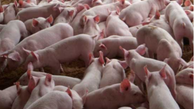 豬價大漲，能否回到40元大關(guān)？-上海邦森分享