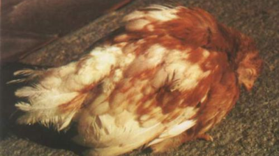 走進(jìn)雞傳染性法氏囊炎，跟上海邦森一起學(xué)相關(guān)知識(shí)