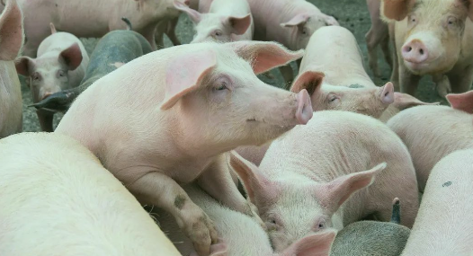 搶豬大戲在即！豬價蓄勢待漲，“頂點”是多少？-上海邦森