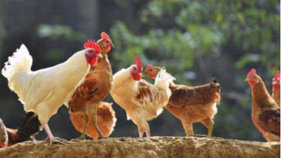 三伏天養(yǎng)雞需要注意哪些