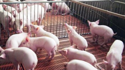 冬天新生的仔豬腹瀉怎么辦？上海邦森【黃金搭檔】來(lái)幫您