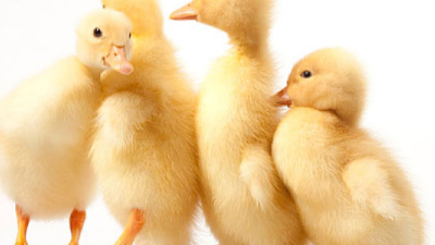 春季養(yǎng)鴨，上海邦森分享疾病防治之道