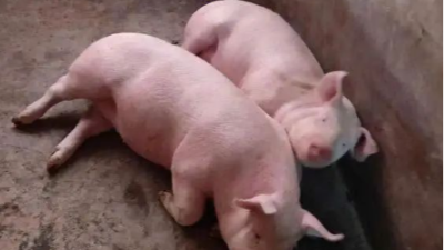 豬價上漲，多地破8元-上海邦森