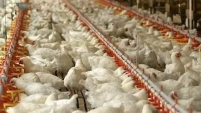 嚴寒天氣雞舍該如何管理，這幾點要注意-上海邦森