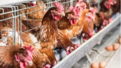 做好這三點(diǎn)，蛋雞能高產(chǎn)-上海邦森