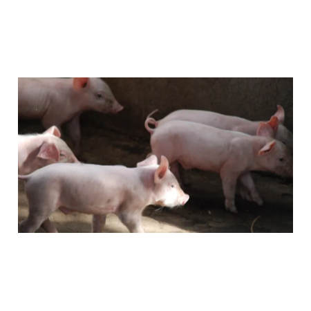 上海邦森豬價(jià)行情分享，豬價(jià)會(huì)瘋漲嗎？