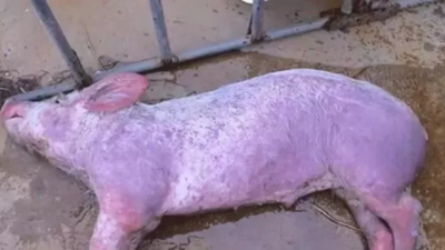 上海邦森教您三點豬場豬瘟不再怕