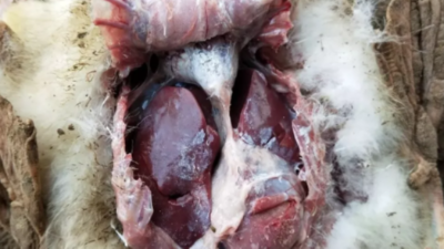 小鵝痛風幾天能過去-上海邦森