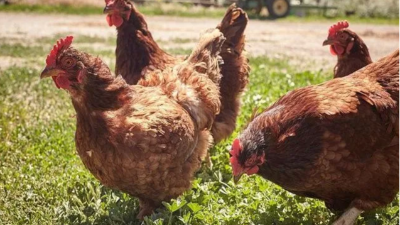 產蛋雞產后期管理