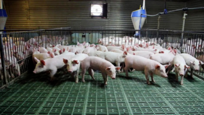 豬價(jià)上漲，突破13元箭在弦上-上海邦森