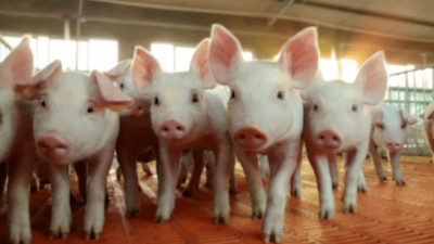 豬價上漲，多地破9沖10-上海邦森