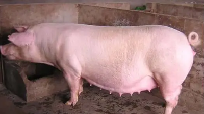 母豬產(chǎn)前不食