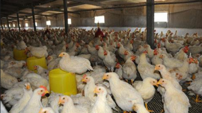 上海邦森行情分享肉雞價格還能破5元嗎？