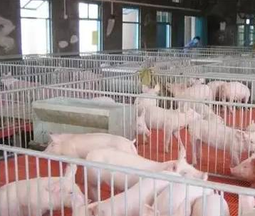 豬只流行性感冒，上海邦森教您一招輕松應(yīng)對