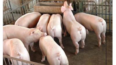 豬只流行性感冒，上海邦森教您一招輕松應(yīng)對(duì)